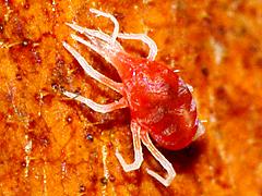 Predatory Mite